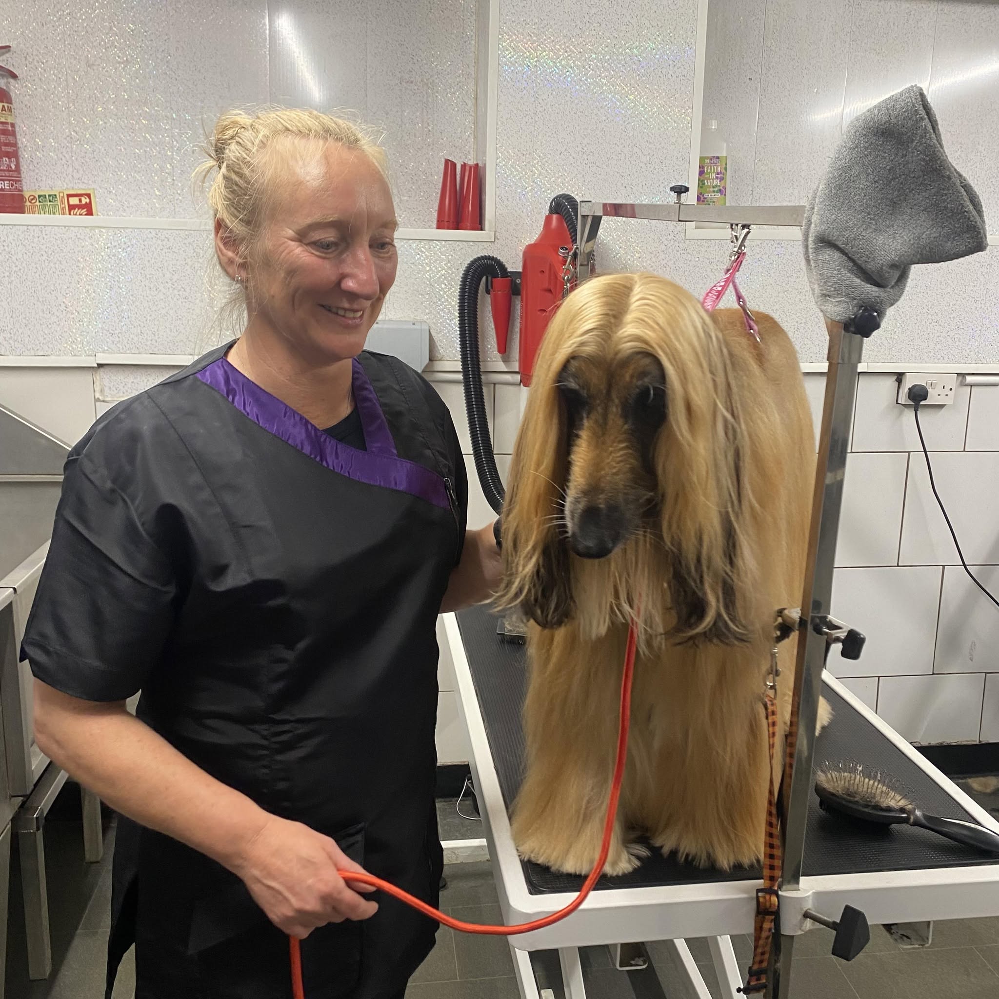 Inge grooming an Afghan Hound in the salon