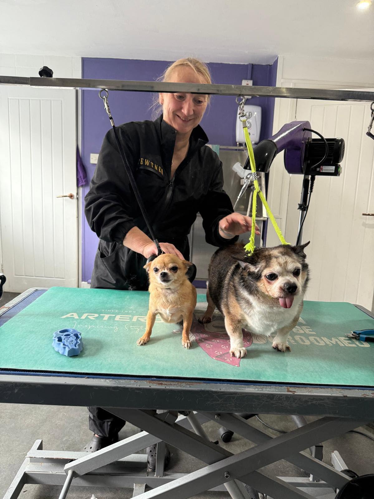 Inge with two Chihuahuas on the grooming table